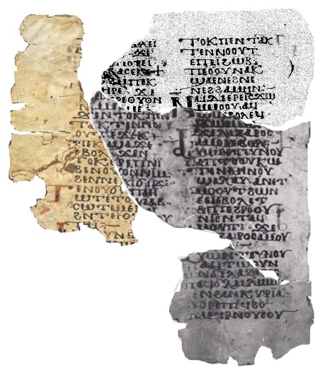 Evodius